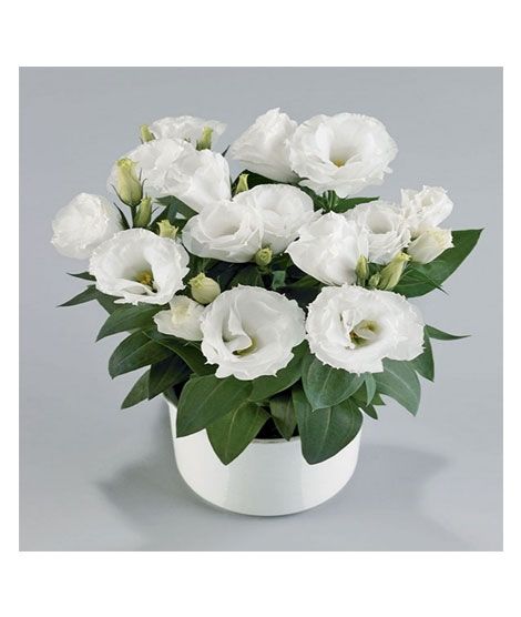iShopping - HusMah Bonsai Rare Eustoma Seeds- White