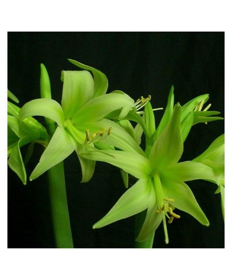 iShopping - HusMah Rare Amaryllis Seeds