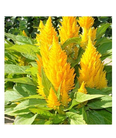 iShopping - HusMah Flamingo Cockscomb (Celosia Spicata)