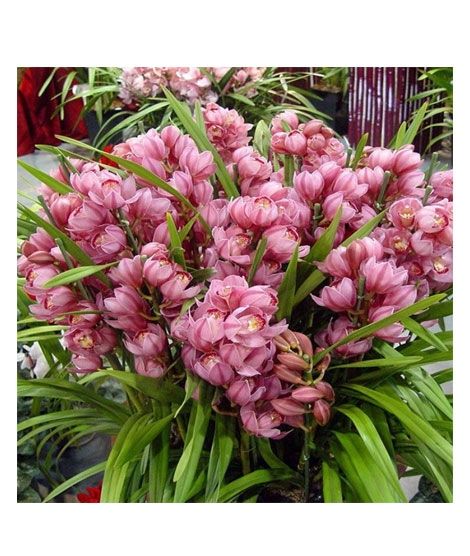 iShopping - HusMah Unique Cymbidium Orchid Seeds