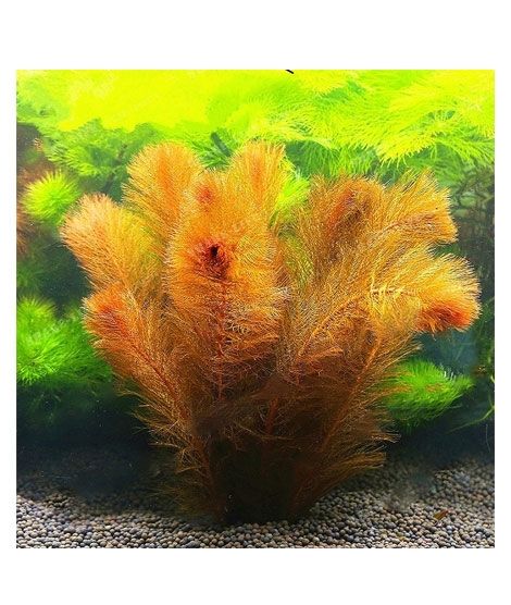 iShopping - HusMah Live Aquarium Fish Tank Red Pine Tail Plant Seeds