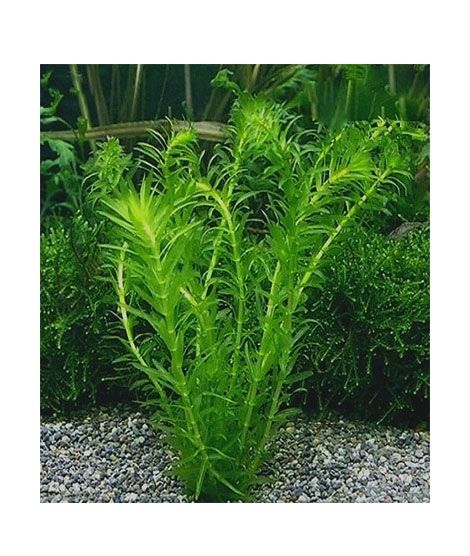 iShopping - HusMah Live Aquarium Fish Tank Plant Seeds