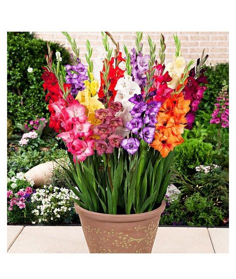 iShopping - HusMah Rare Cut Aerobic Gladiolus Flower Seeds