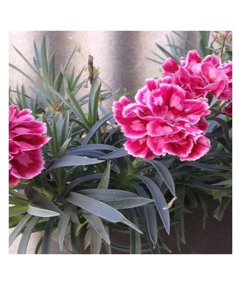 iShopping - HusMah Rare Red Stripe Carnation Dianthus Caryophyllus Seeds