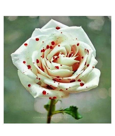 iShopping - HusMah Red Dotted White Rose Seeds