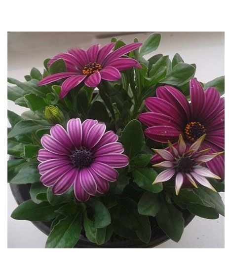 iShopping - HusMah Medal Daisy Flowers Seeds