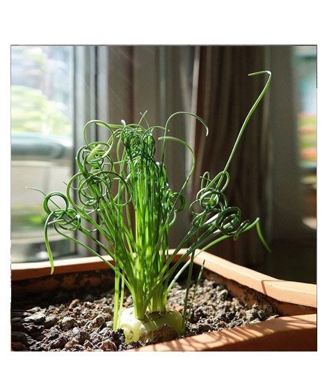 iShopping - HusMah Egeria Spring Grass Seeds