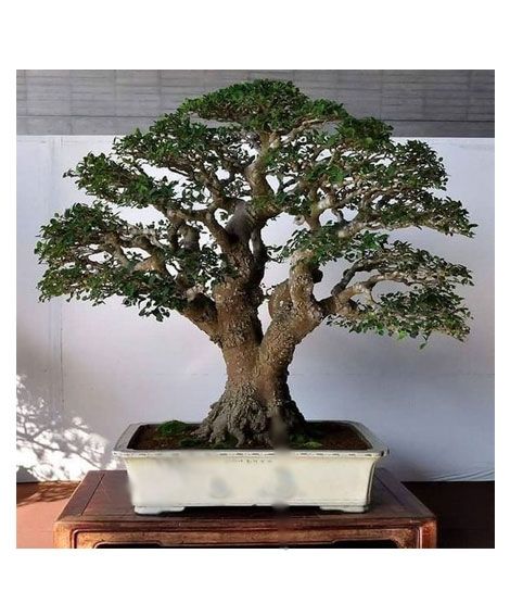 iShopping - HusMah Chinese Boxwood Tree Seeds