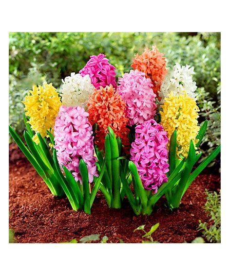 iShopping - HusMah Hyacinthus Orientalis Flower Seeds