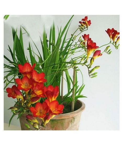 iShopping - HusMah Hot Selling Red Freesia Seeds