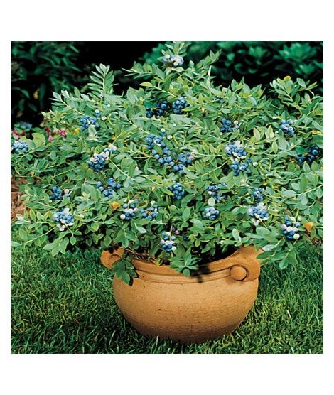 iShopping - HusMah Blueberry Seed Home Gardening