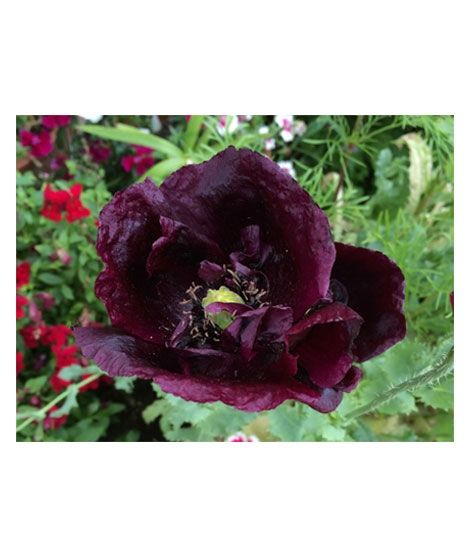 iShopping - HusMah Beautiful Bonsai Poppy Paradise Seeds