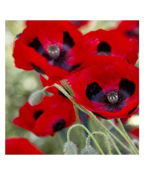 iShopping - HusMah Beautiful Bonsai Corn Poppy Seeds