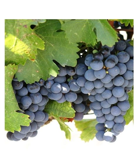 iShopping - HusMah Rare Concord Graps Seeds
