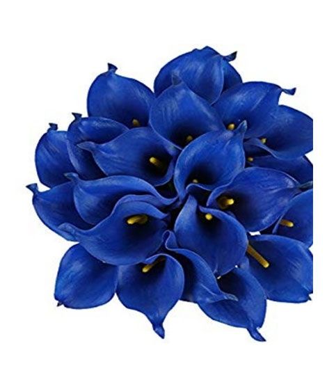 iShopping - HusMah Rare Calla Lily Seed- Blue