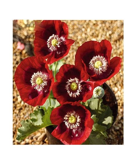 iShopping - HusMah Beautiful Bonsai Poppy Paradise Red Seeds
