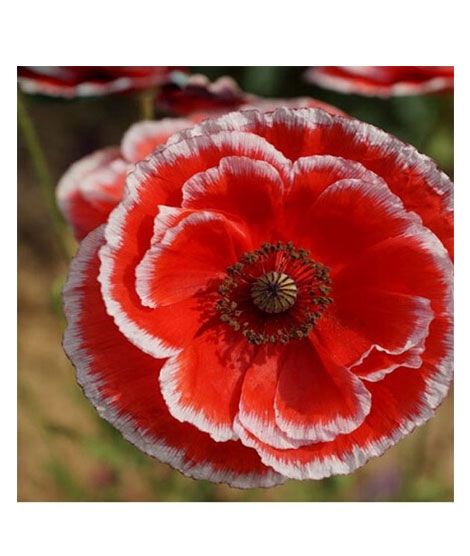 iShopping - HusMah Beautiful Bonsai Poppy Paradise Red & White Seeds