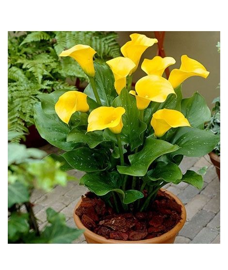 iShopping - HusMah Rare Calla Lily Seeds- Yellow
