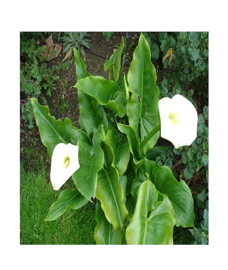 iShopping - HusMah Rare Calla Lily Seeds- White