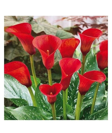 iShopping - HusMah Rare Calla Lily Seed- Red