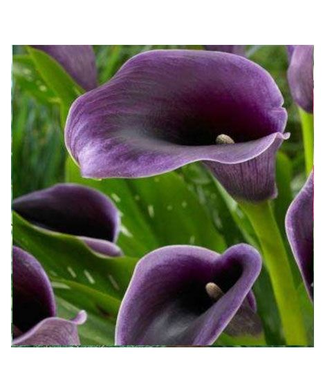 iShopping - HusMah Rare Calla Lily Seed- Purple