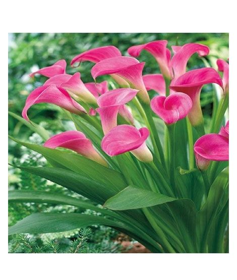 iShopping - HusMah Rare Calla Lily Seed- Dark Pink