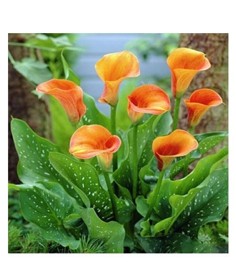 iShopping - HusMah Rare Calla Lily Seed- Orange