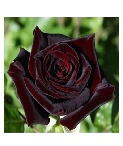 iShopping - HusMah Rose Australian Black Baccara Velvet Seeds