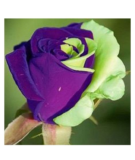 iShopping - HusMah Blue & Green Rose Seeds