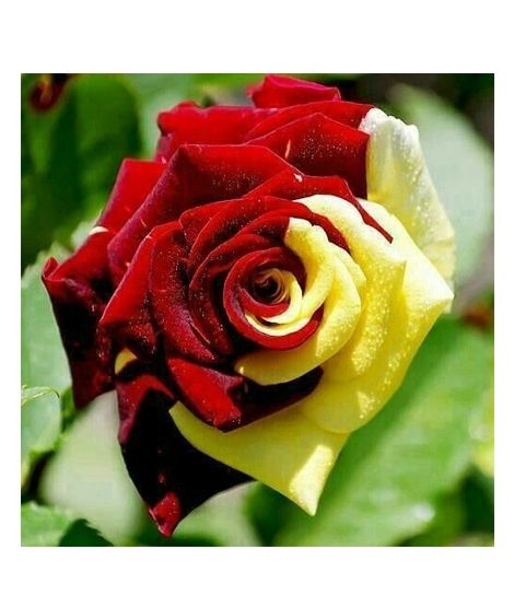 iShopping - HusMah Red & Yellow Rose Seeds