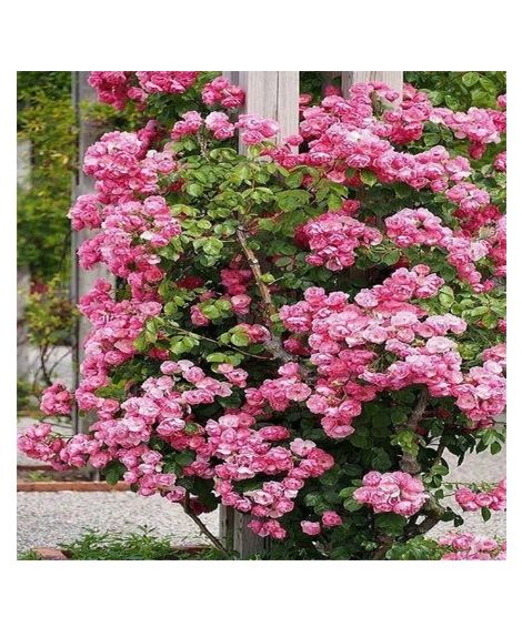 iShopping - HusMah Climbing Pink Rose Seeds
