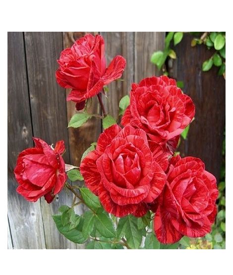iShopping - Husmah Red Metro Shower Rose Seeds