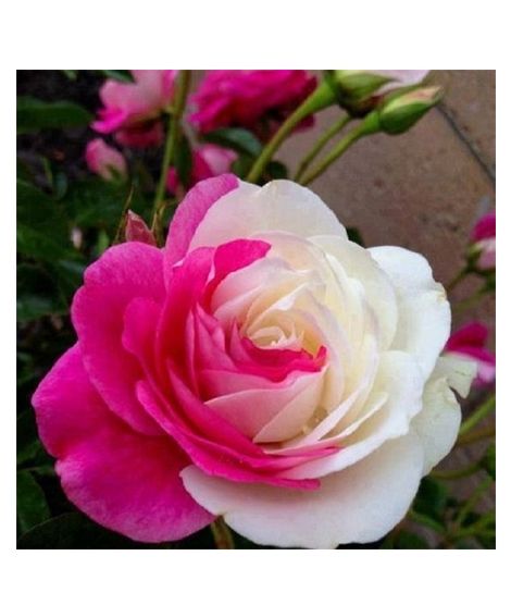 iShopping - Husmah Pink White Rose Seeds
