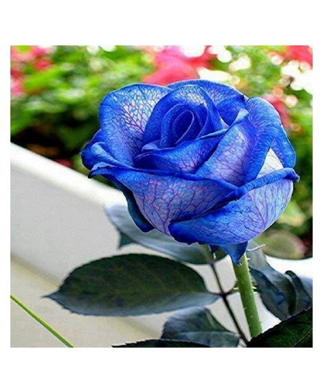 iShopping - Husmah Blue Veins Rose Seeds
