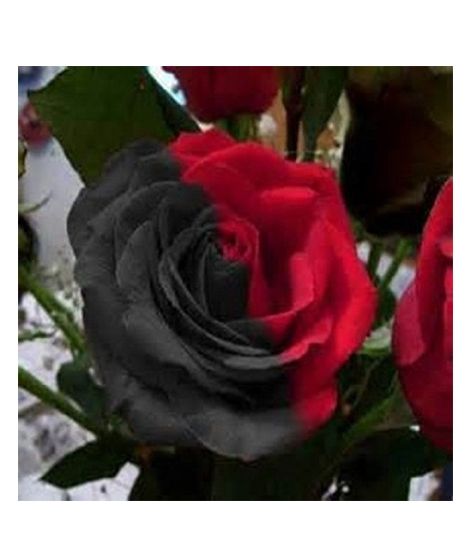 iShopping - Husmah Red & Black Rose Seeds