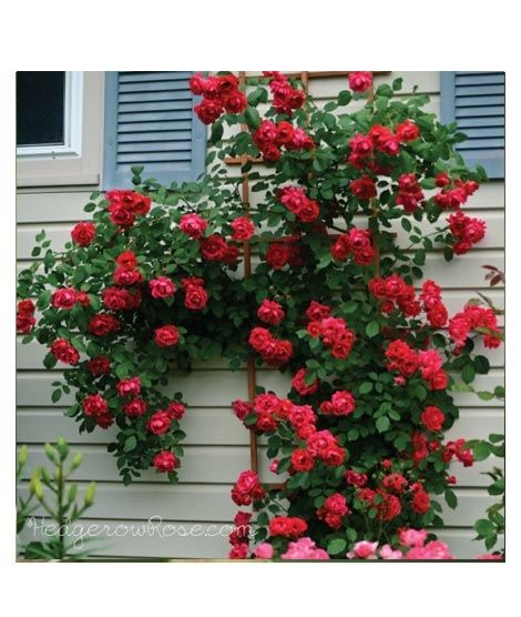 iShopping - Husmah Blaze Climbing Red Rose Seeds