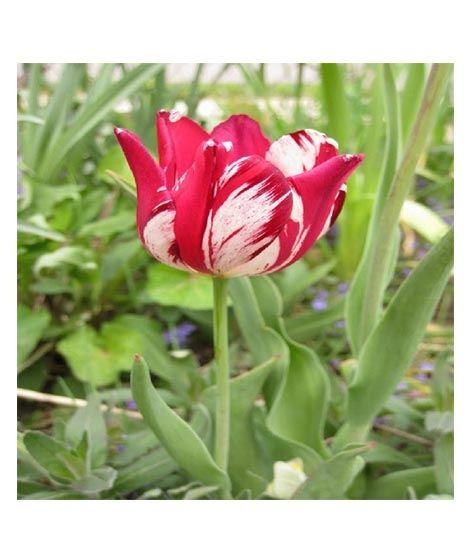iShopping - Husmah Armenia Tulip Flower Seeds