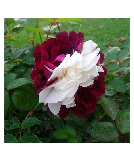iShopping - Husmah Zampa Dust Rose Seeds