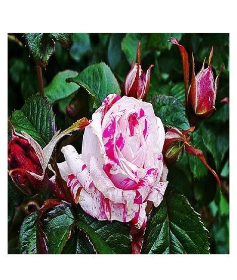 iShopping - Husmah White Wild Rose Seeds