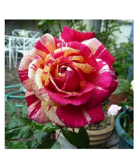 iShopping - Husmah Metro Shower Rose Seeds