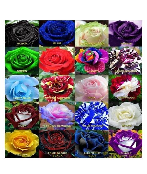 iShopping - Husmah World's Rarest Rose Seeds- Mix