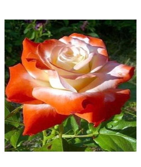 iShopping - Husmah Orange Stifling Remorse Rose Seeds