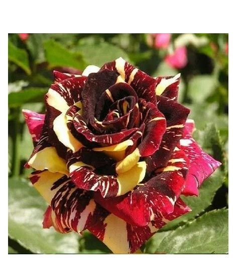 iShopping - Husmah Maroon Dragon Rose Seeds