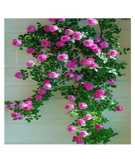 iShopping - Husmah Blaze Climbing Pink Rose Seeds