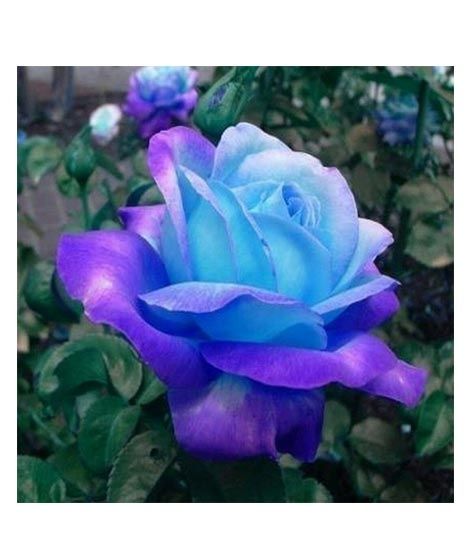 iShopping - Husmah Blue Stifling Remorse Rose Seeds