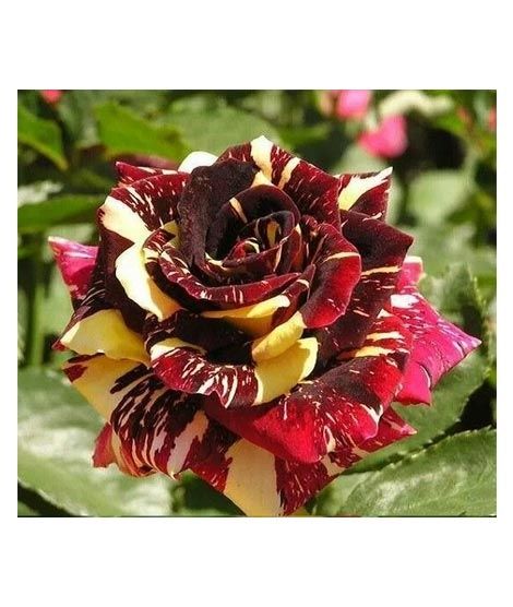 iShopping - Husmah Maroon Metro Shower Rose Seeds