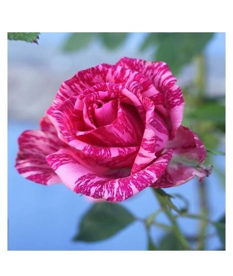 iShopping - Husmah Pink Dragon Rose Seeds