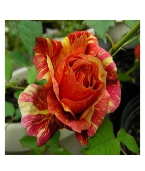 iShopping - Husmah Orange Dragon Rose Seeds
