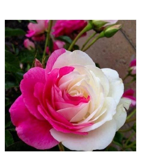 iShopping - Husmah Pink & White Rose Seeds