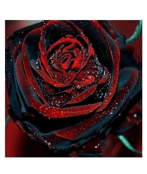 iShopping - Husmah True Blood Rose Seeds